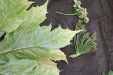 Thumbnail IMG_3265.JPG 