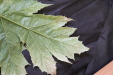 Thumbnail IMG_3266.JPG 