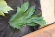 Thumbnail IMG_3267.JPG 