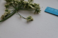 Thumbnail IMG_3268.JPG 