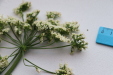 Thumbnail IMG_3270.JPG 