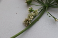Thumbnail IMG_3272.JPG 