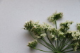 Thumbnail IMG_3273.JPG 