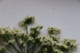 Thumbnail IMG_3274.JPG 