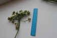 Thumbnail IMG_3275.JPG 