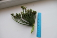 Thumbnail IMG_3276.JPG 