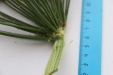 Thumbnail IMG_3277.JPG 