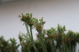 Thumbnail IMG_3278.JPG 
