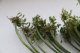 Thumbnail IMG_3279.JPG 