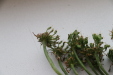 Thumbnail IMG_3280.JPG 