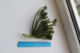 Thumbnail IMG_3281.JPG 