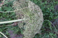 Thumbnail IMG_3558.JPG 