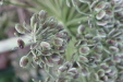 Thumbnail IMG_3559.JPG 