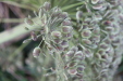 Thumbnail IMG_3560.JPG 