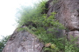 Thumbnail IMG_3563.JPG 