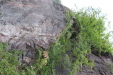 Thumbnail IMG_3564.JPG 