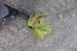 Thumbnail IMG_3566.JPG 