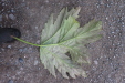 Thumbnail IMG_3568.JPG 
