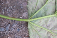 Thumbnail IMG_3569.JPG 
