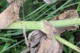 Thumbnail IMG_3570.JPG 