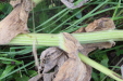 Thumbnail IMG_3571.JPG 