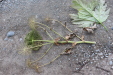 Thumbnail IMG_3572.JPG 