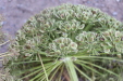 Thumbnail IMG_3573.JPG 