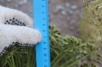 Thumbnail IMG_3574.JPG 