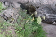 Thumbnail IMG_3577.JPG 