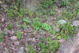 Thumbnail IMG_3578.JPG 