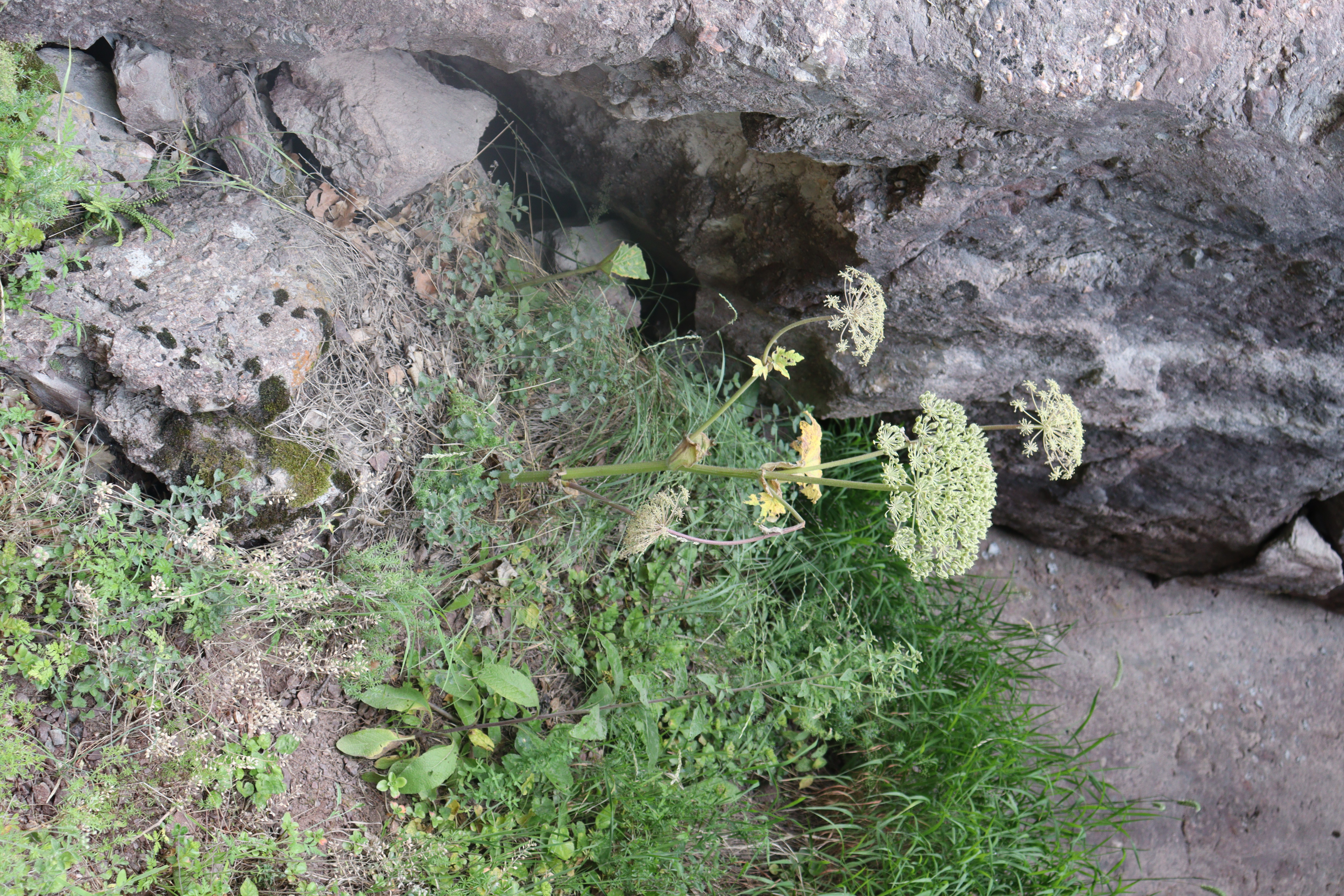 IMG_3577.JPG 