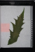 Thumbnail Гербарные_образцы_090.jpg 