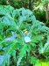 Thumbnail IMG20220709083930.jpg 