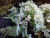 Thumbnail IMG20220709085111.jpg 