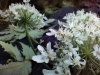 Thumbnail IMG20220709085117.jpg 