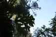 Thumbnail IMG_3668.JPG 