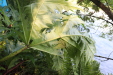 Thumbnail IMG_3671.JPG 