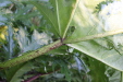 Thumbnail IMG_3672.JPG 