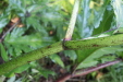 Thumbnail IMG_3673.JPG 