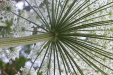 Thumbnail IMG_3675.JPG 