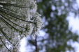 Thumbnail IMG_3676.JPG 