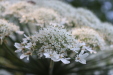 Thumbnail IMG_3677.JPG 