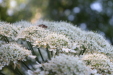 Thumbnail IMG_3678.JPG 