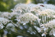 Thumbnail IMG_3679.JPG 