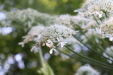 Thumbnail IMG_3680.JPG 