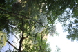 Thumbnail IMG_3682.JPG 