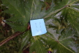 Thumbnail IMG_3683.JPG 