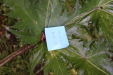 Thumbnail IMG_3684.JPG 