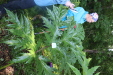 Thumbnail IMG_3685.JPG 