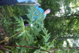 Thumbnail IMG_3686.JPG 